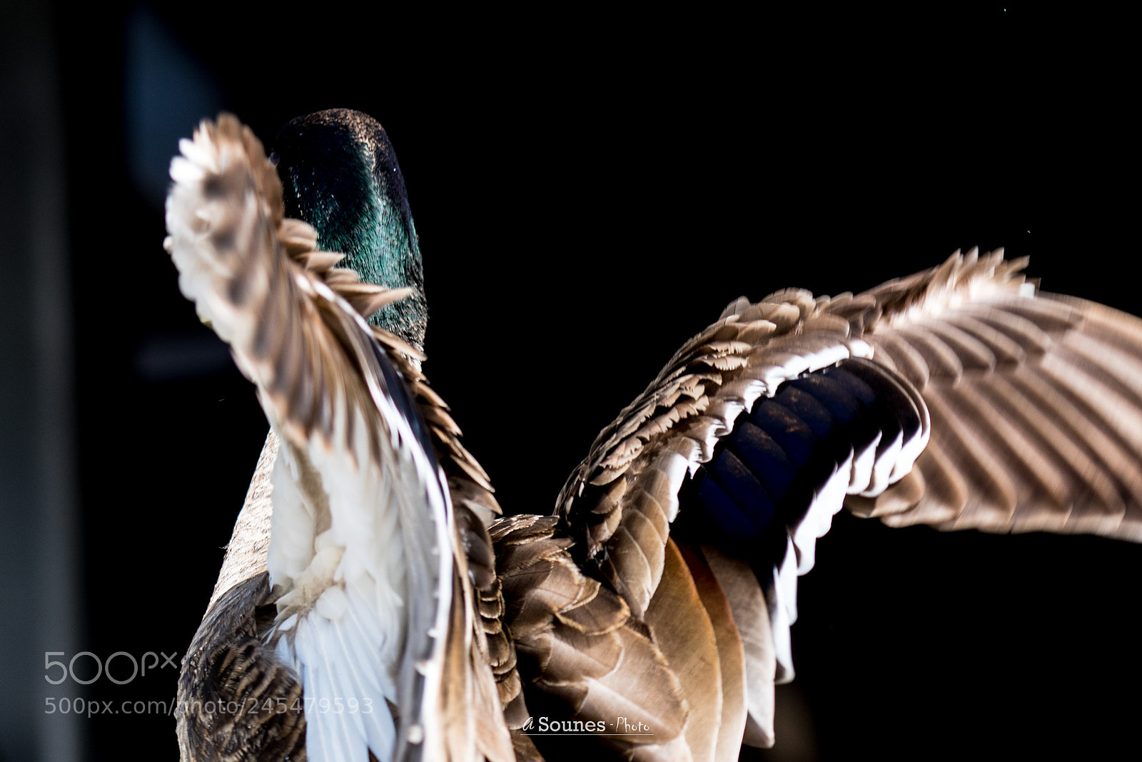 Sony a6300 sample photo. Duck photography
