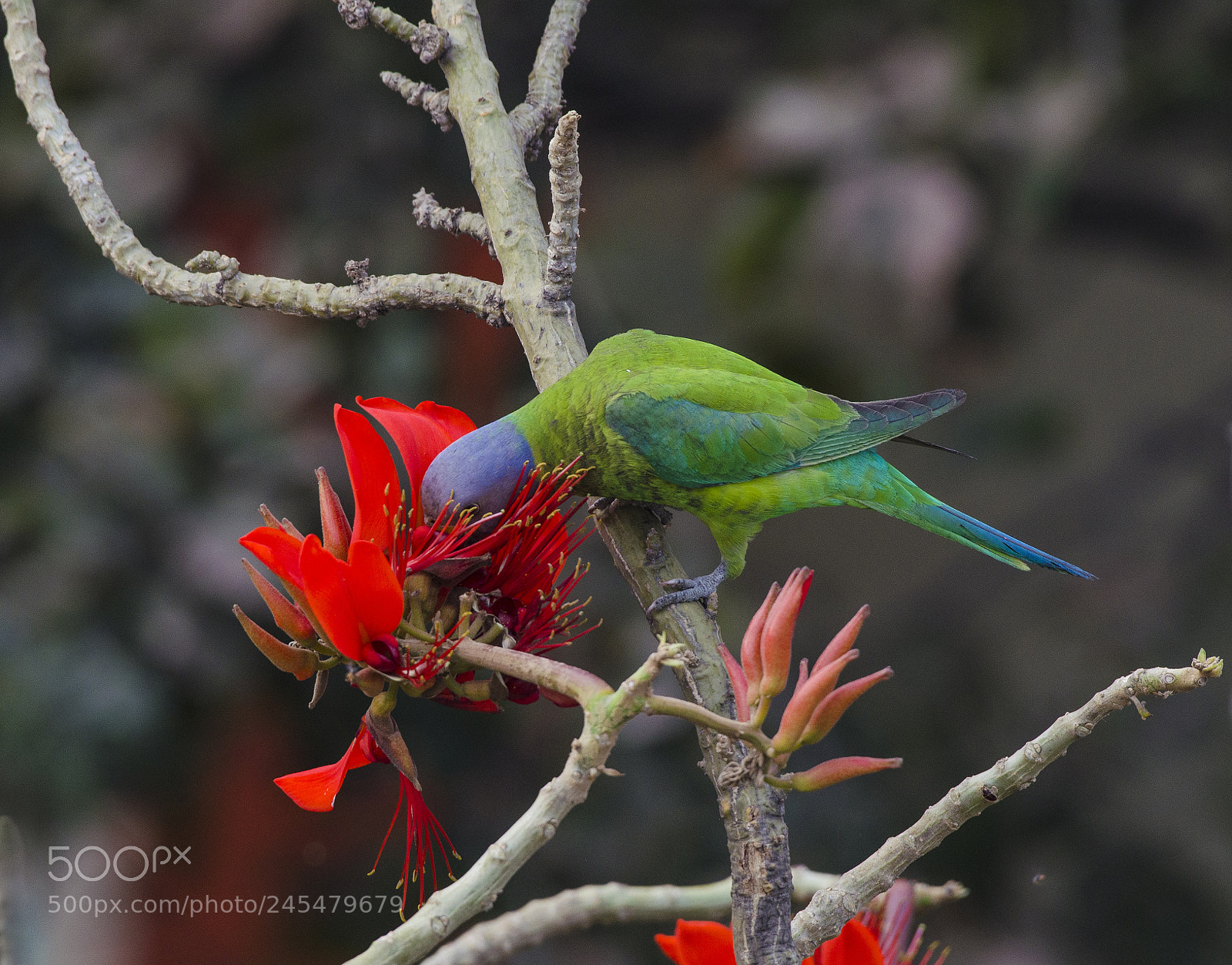 Nikon D5100 sample photo. Plum headed parakeet photography