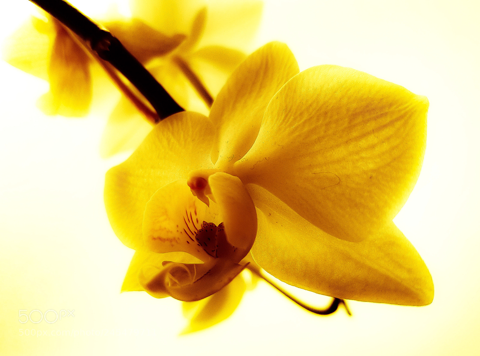 Samsung Galaxy S8+ sample photo. Untitled photography