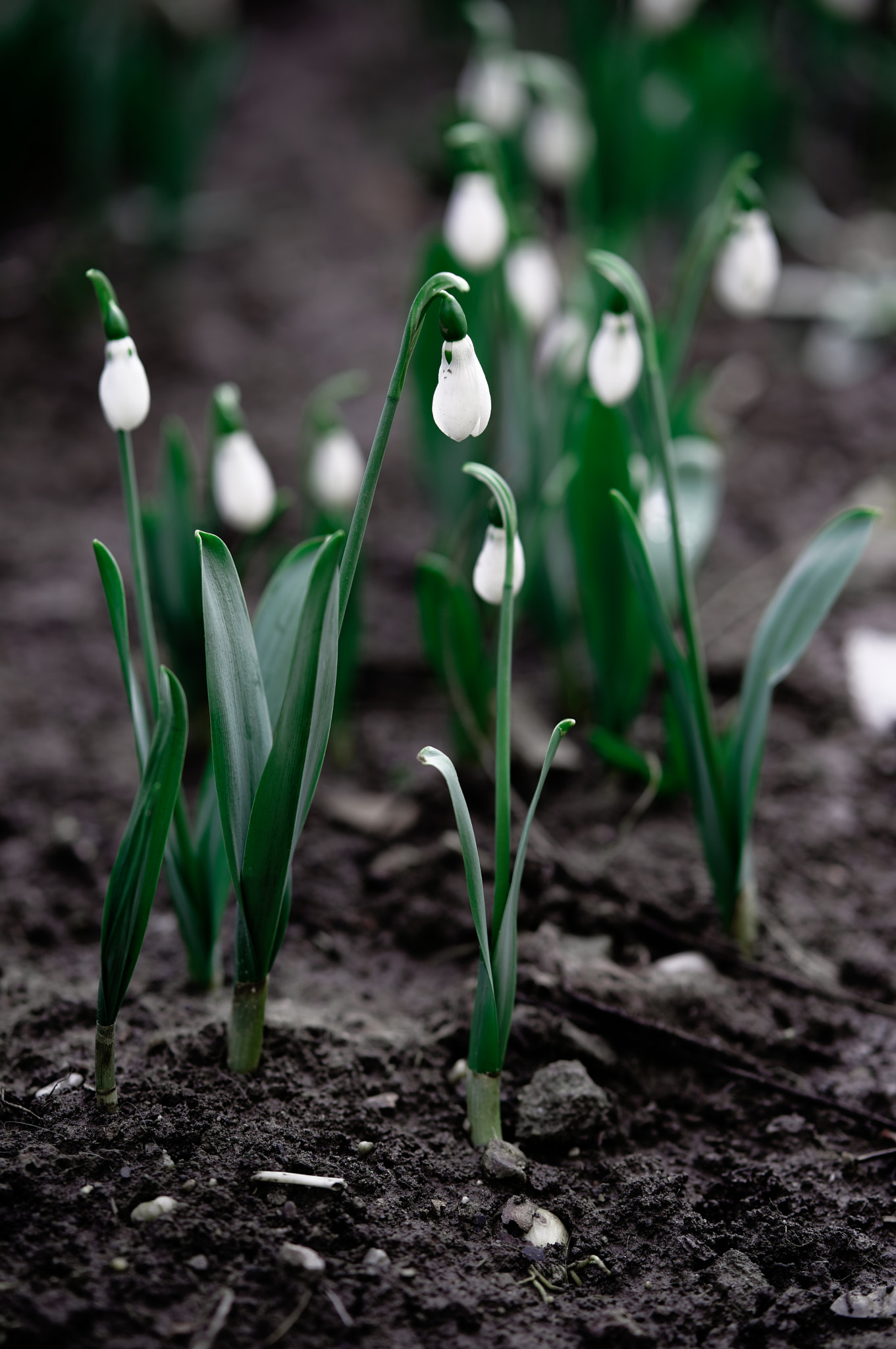 Sony a7 II + ZEISS Batis 85mm F1.8 sample photo. Early snowflakes photography