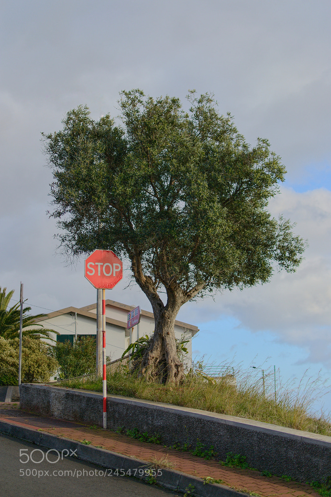Nikon D3100 sample photo. Olive tree photography