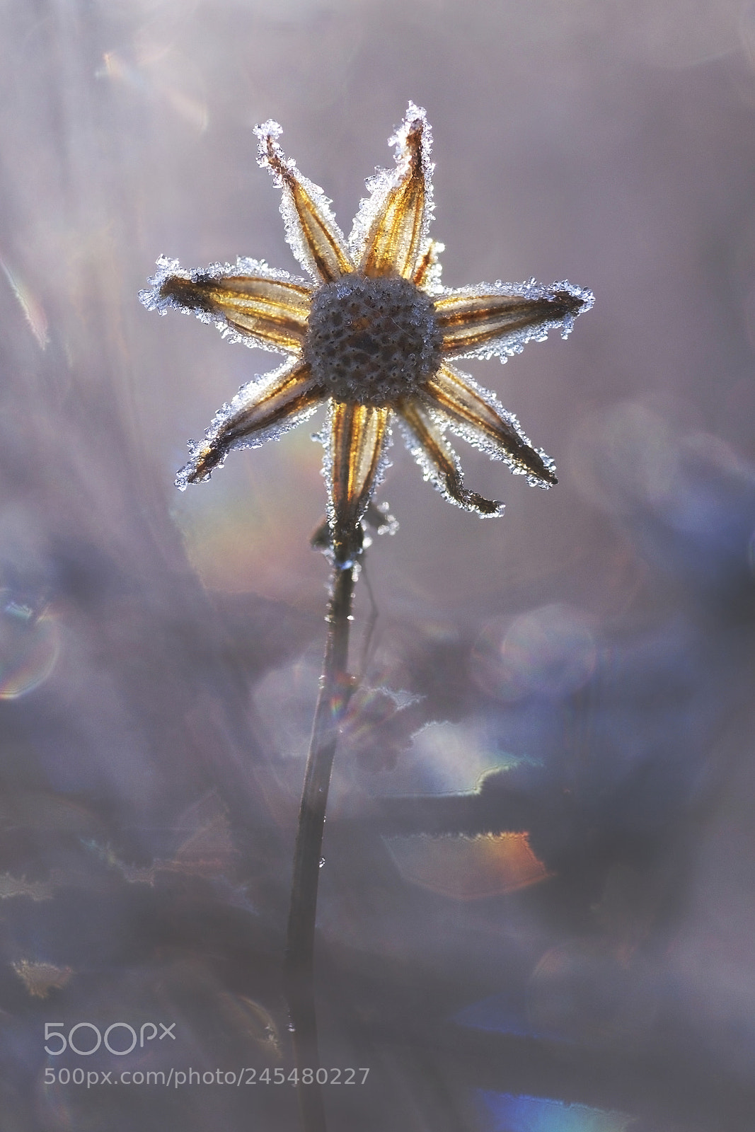 Pentax K-5 sample photo. Etoile des neiges photography