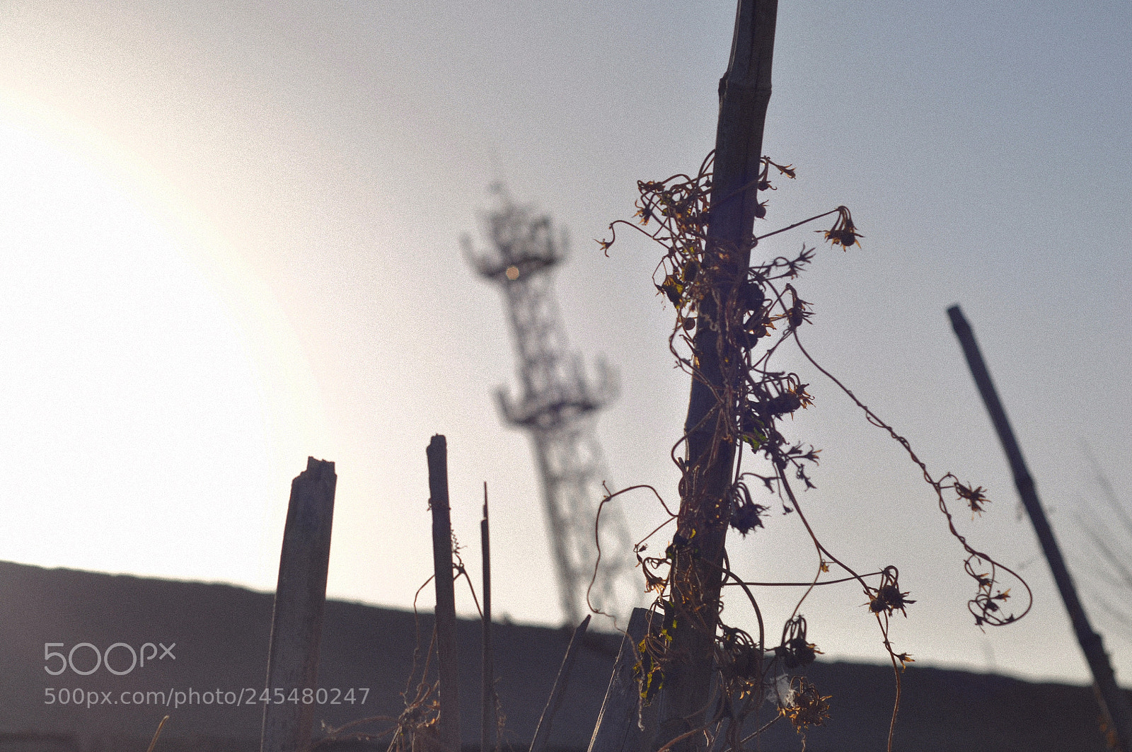Nikon D90 sample photo. Dying in the sun photography