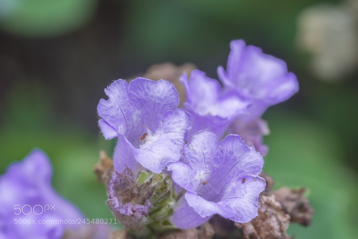 Sony a7R sample photo. Dsc02773_01.jpg photography