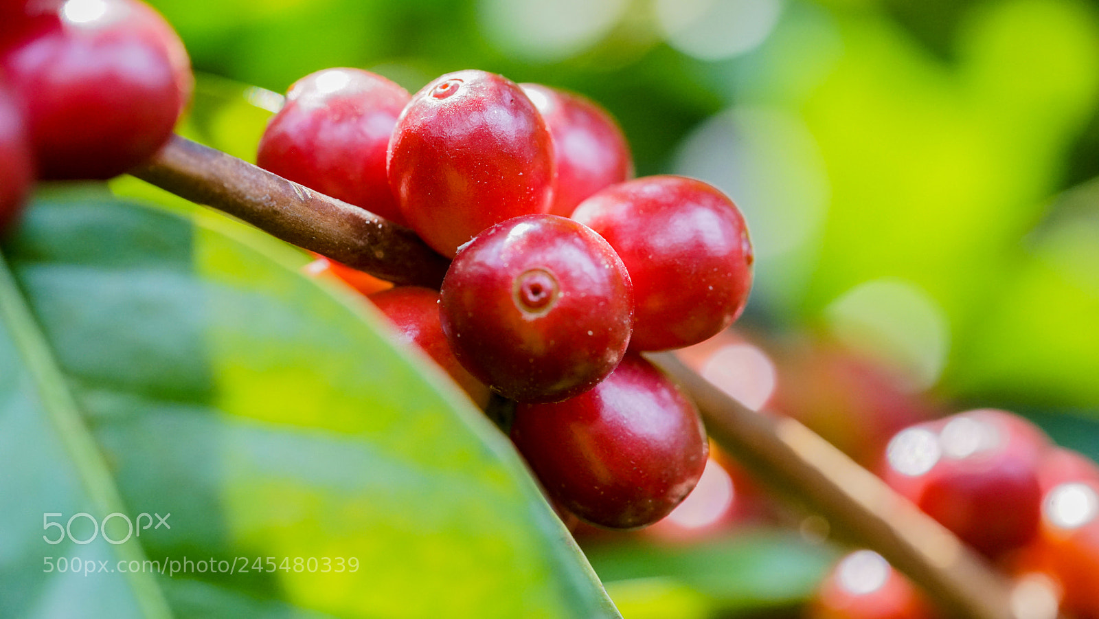 Sony a7R sample photo. Coffee fruits photography