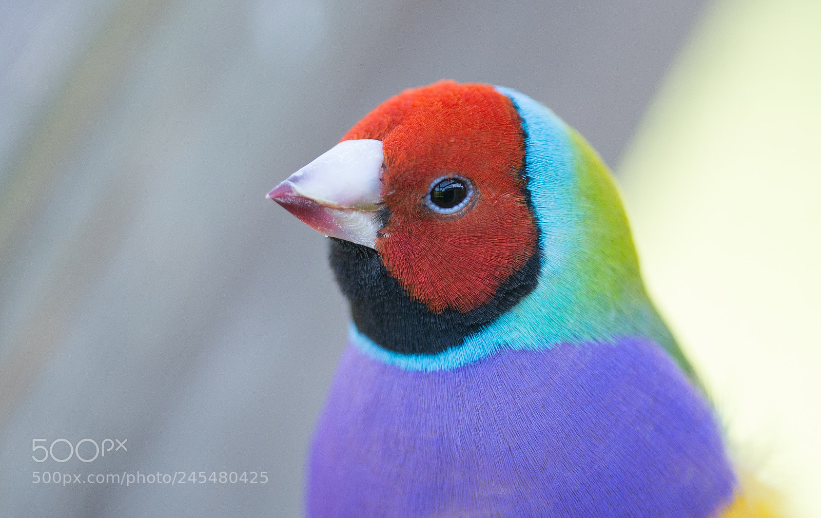 Nikon D610 sample photo. Gouldian finch portrait photography