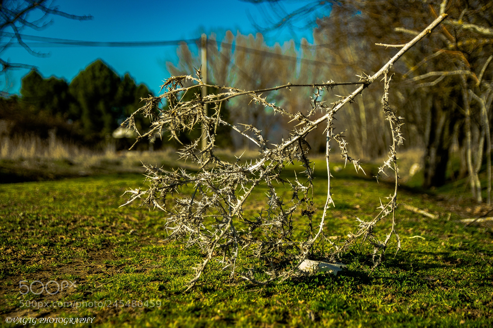 Nikon D3400 sample photo. Broken tree branch photography