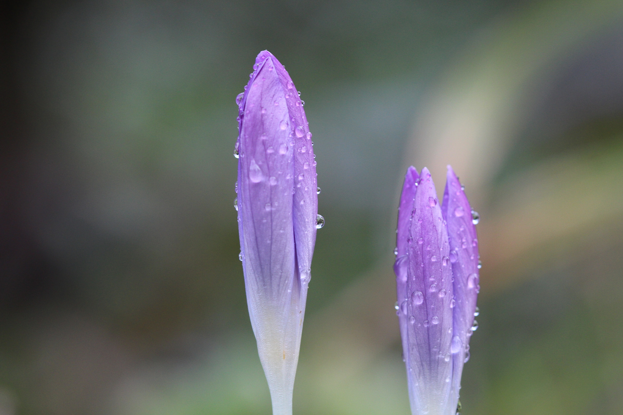 Canon EF 100mm F2.8 Macro USM sample photo. Bye spring time photography