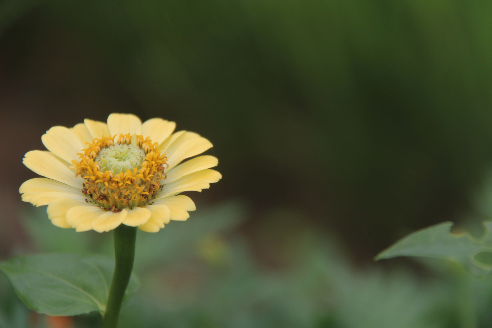 Canon EF-S 18-200mm F3.5-5.6 IS sample photo. Img photography