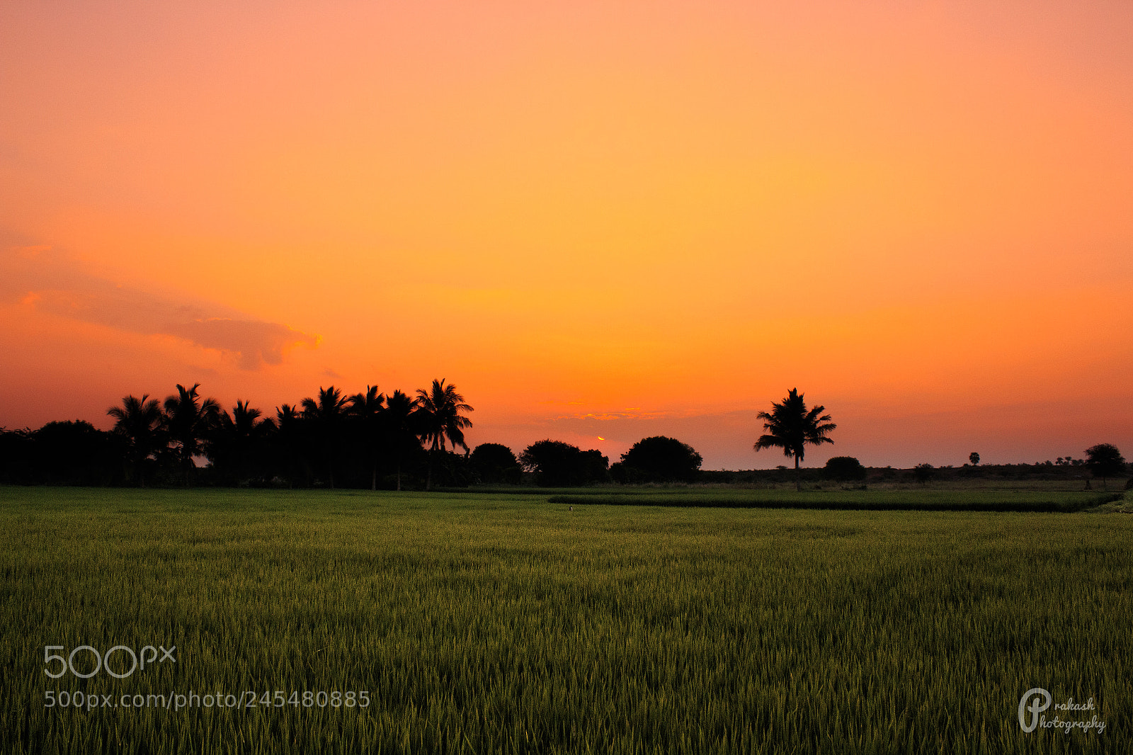 Canon EOS 700D (EOS Rebel T5i / EOS Kiss X7i) sample photo. Evening sunset with orange photography