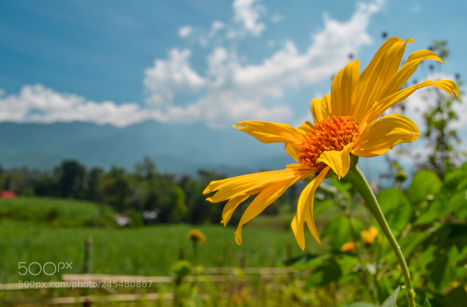 Nikon D5100 sample photo. Lovely morning photography