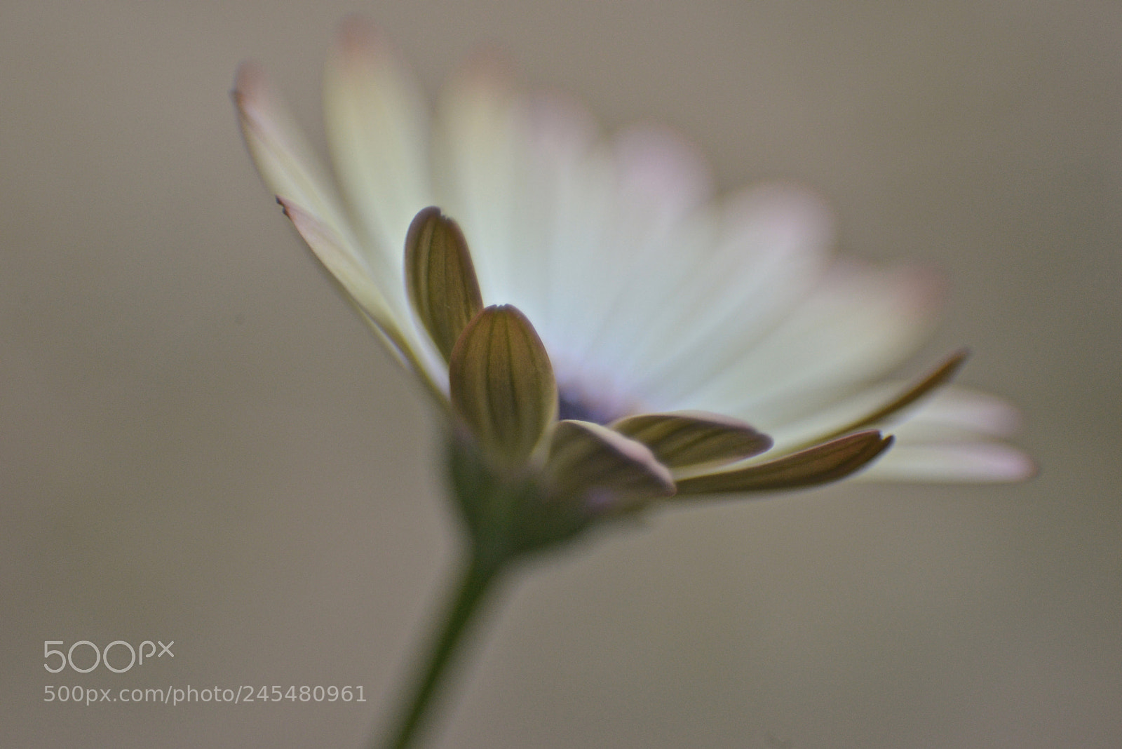 Nikon D610 sample photo. Untitled photography
