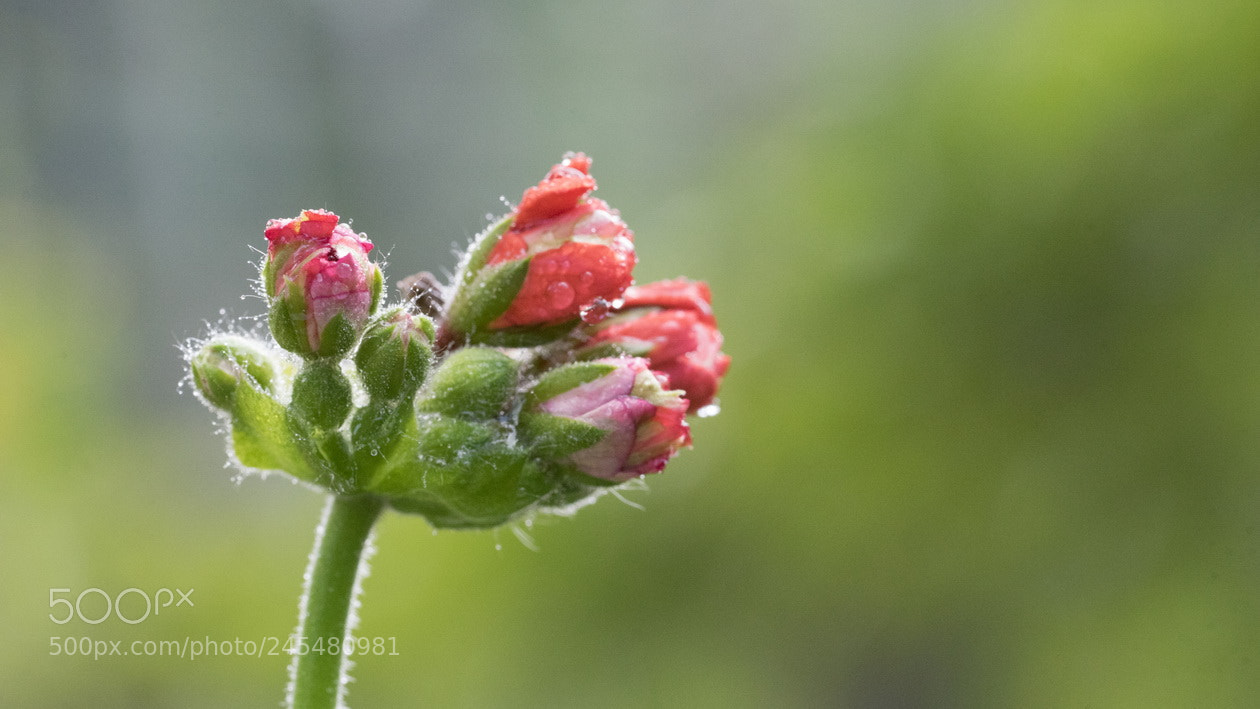 Sony a7R sample photo. Rose buds photography