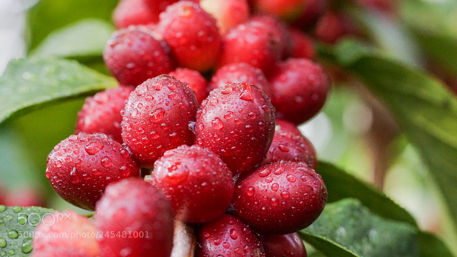 Sony a7R sample photo. Coffee fruits photography