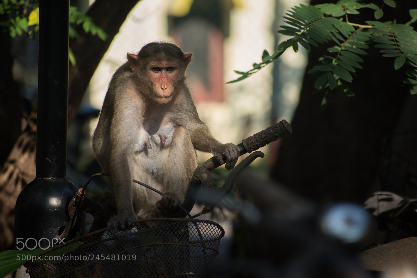 Nikon D7200 sample photo. I will ride photography
