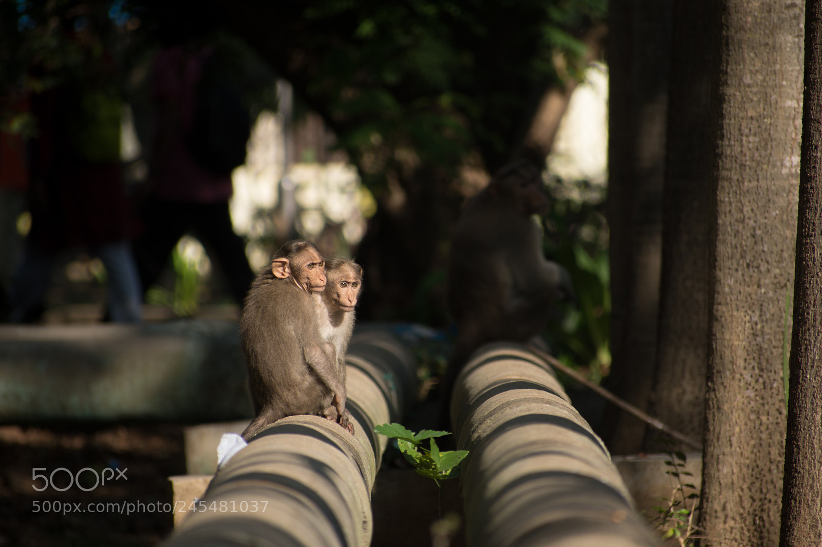 Nikon D7200 sample photo. Bhai bhai photography