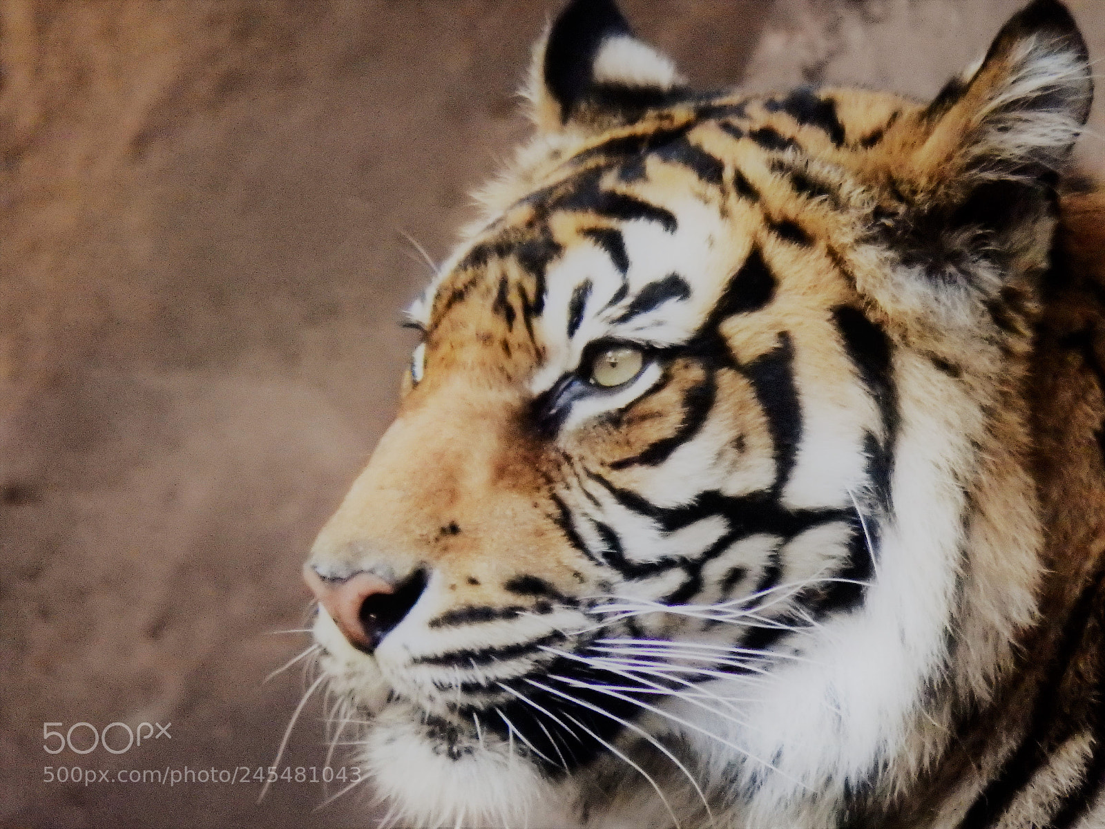 Olympus SP-100EE sample photo. The sumatran tiger photography