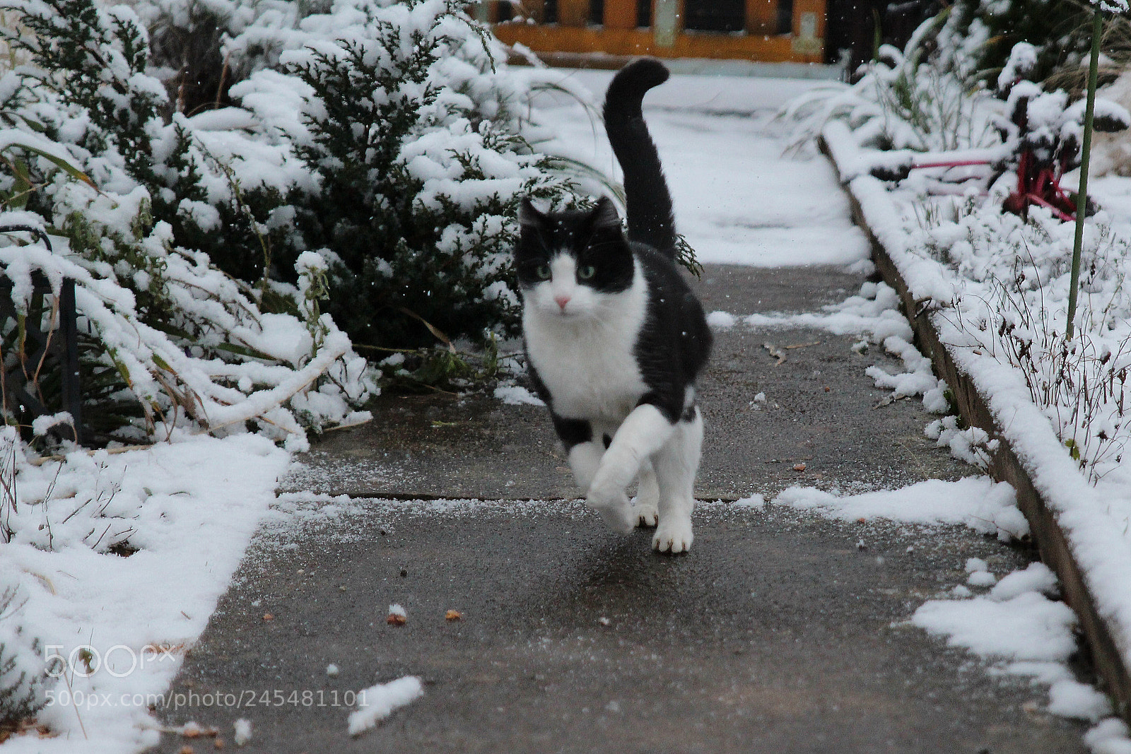 Canon EOS 700D (EOS Rebel T5i / EOS Kiss X7i) sample photo. Catch me if you photography