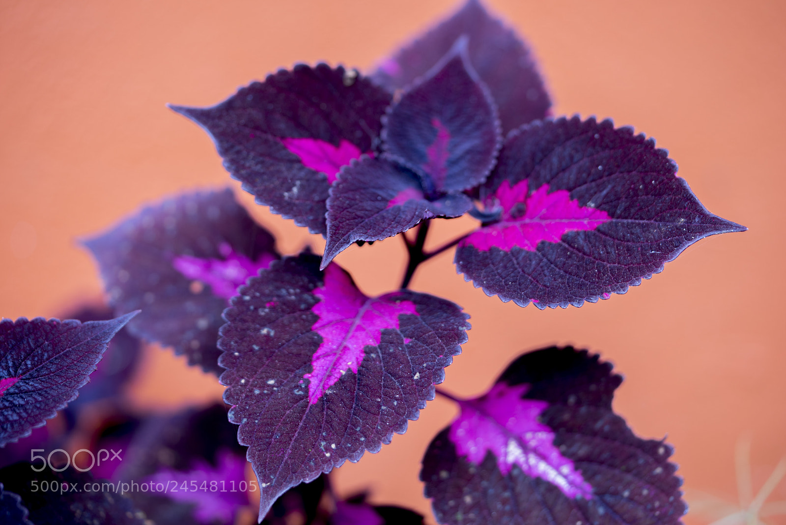 Sony a7R sample photo. Decoration plant photography
