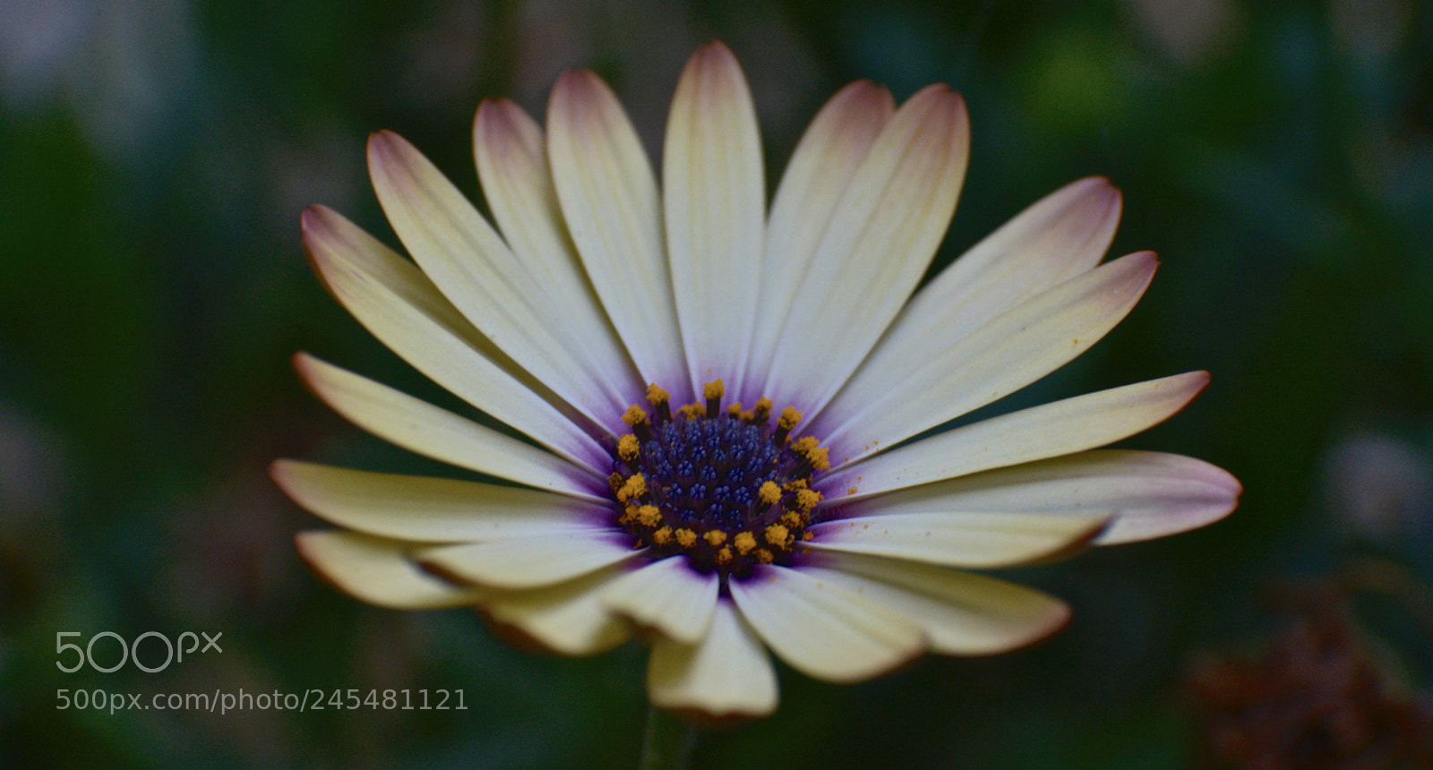 Nikon D610 sample photo. Untitled photography