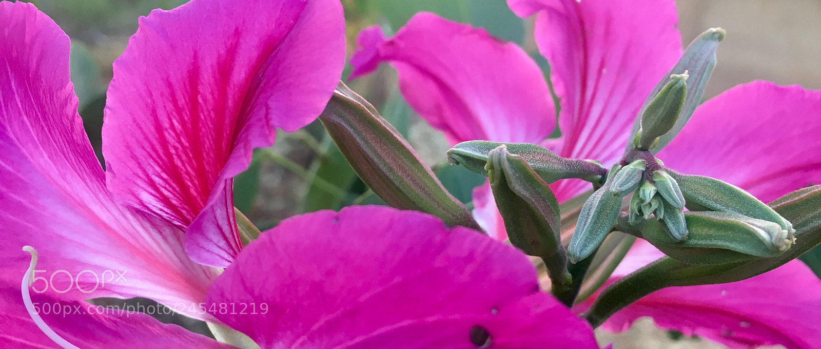 Apple iPhone 6s sample photo. Flowers photography