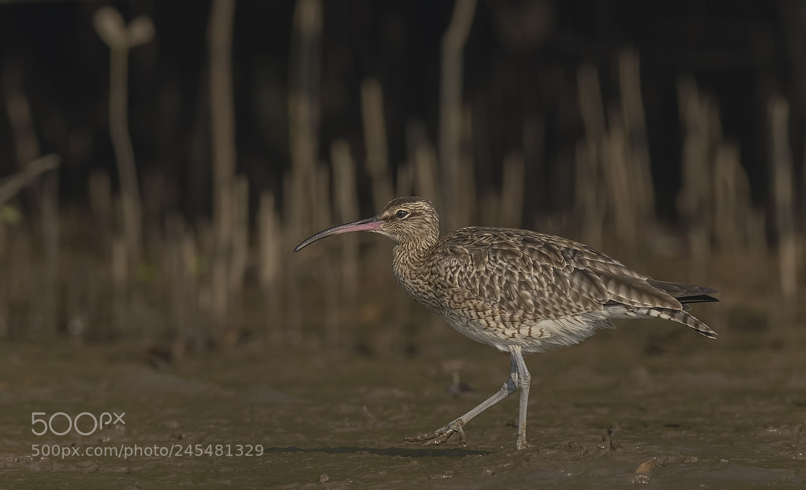 Nikon D500 sample photo. Whimbrel photography