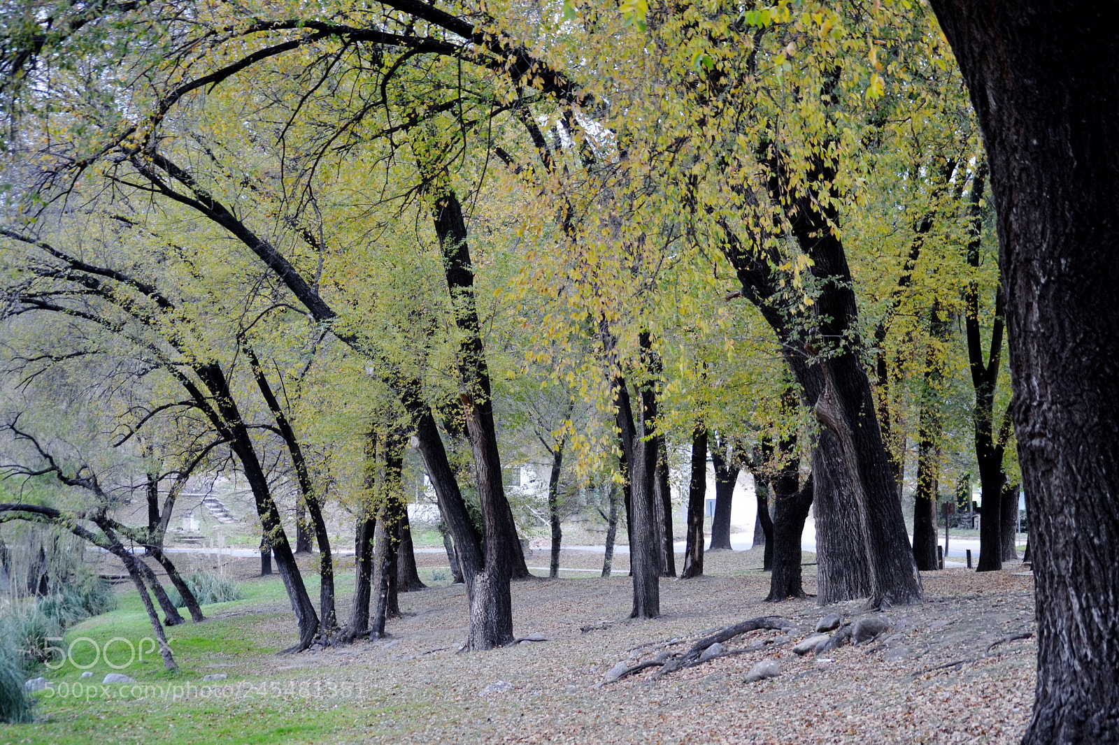 Nikon D3100 sample photo. Eo copia photography