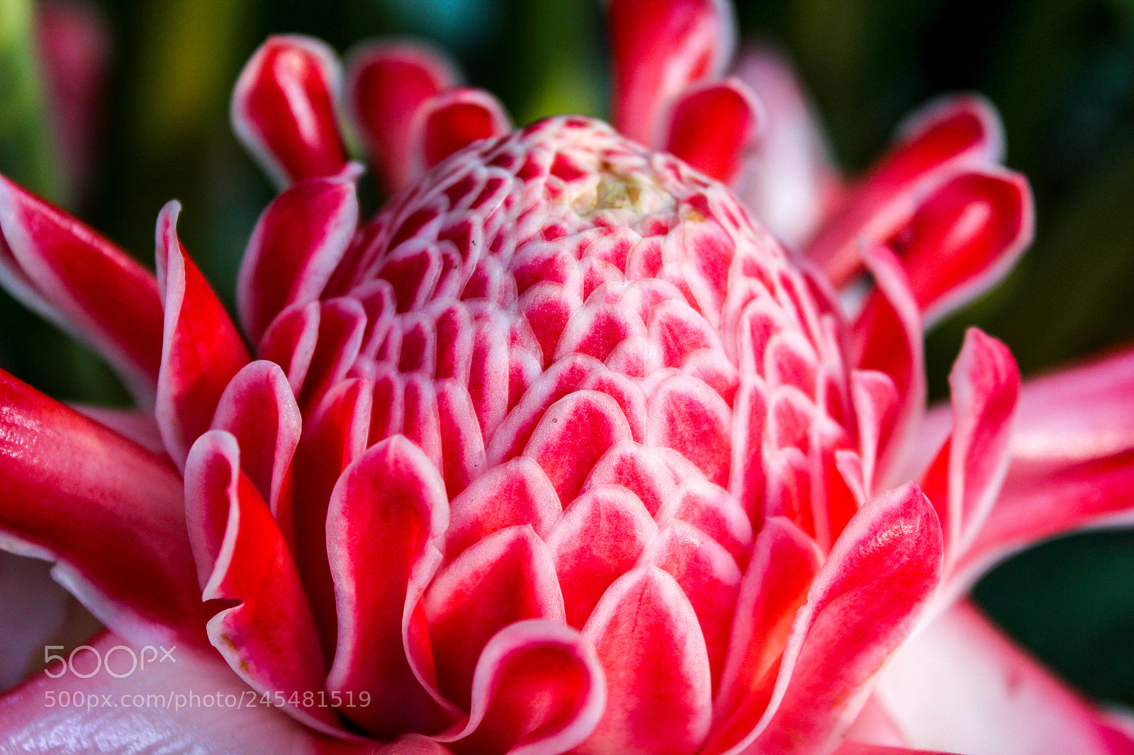 Canon EOS 700D (EOS Rebel T5i / EOS Kiss X7i) sample photo. Dahlia photography