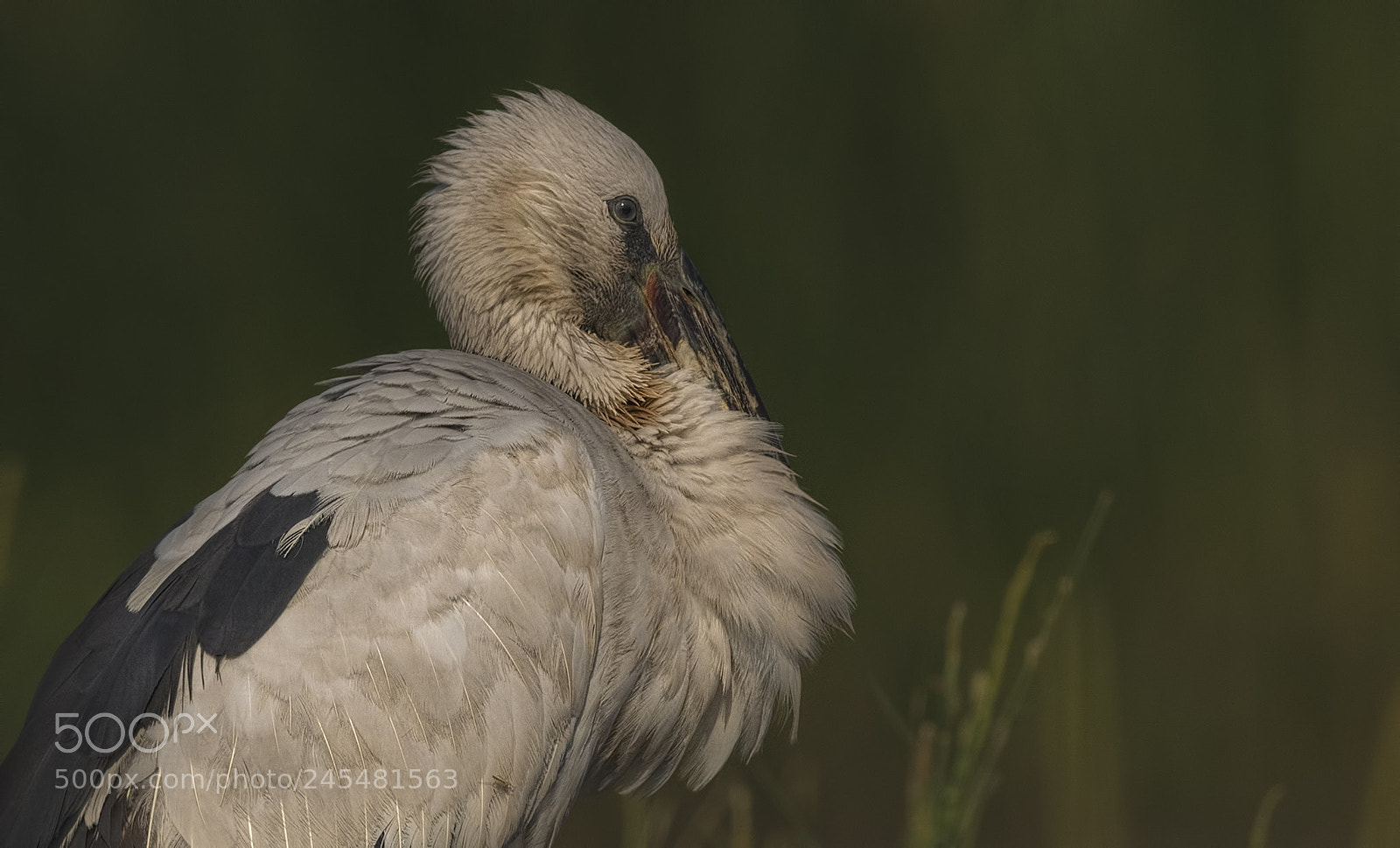 Nikon D500 sample photo. Openbill stork photography