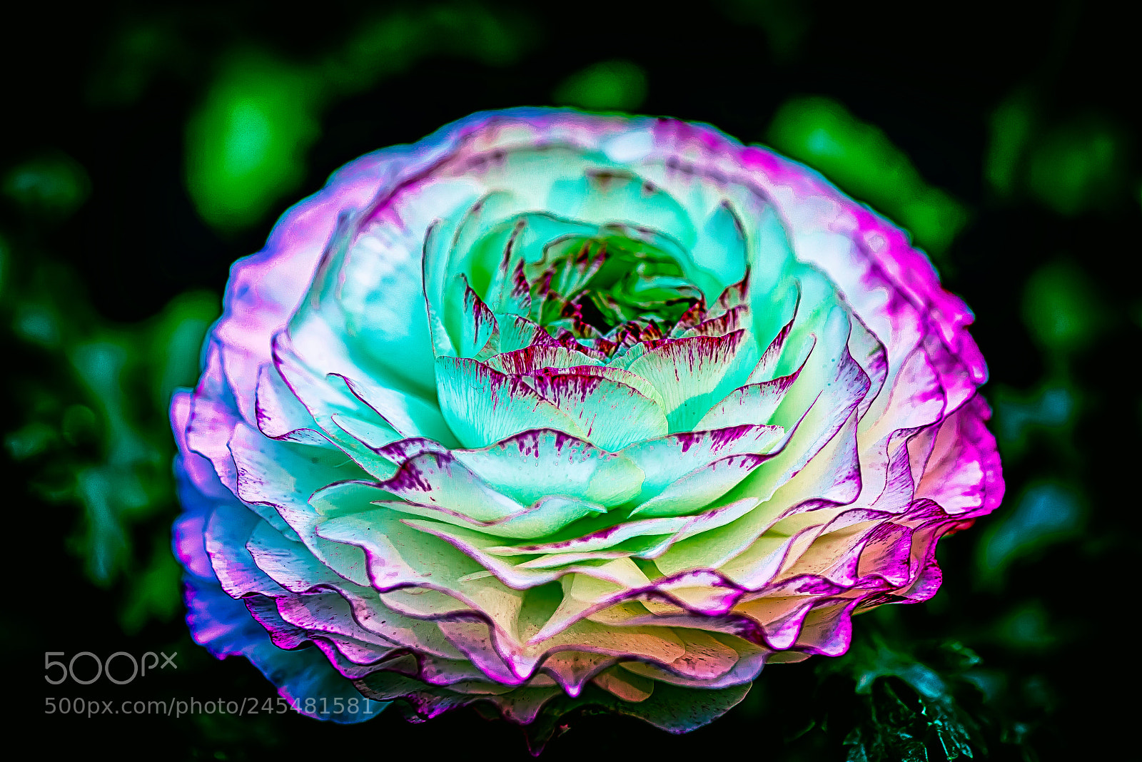 Nikon D800E sample photo. Flowers illuminated from within. photography