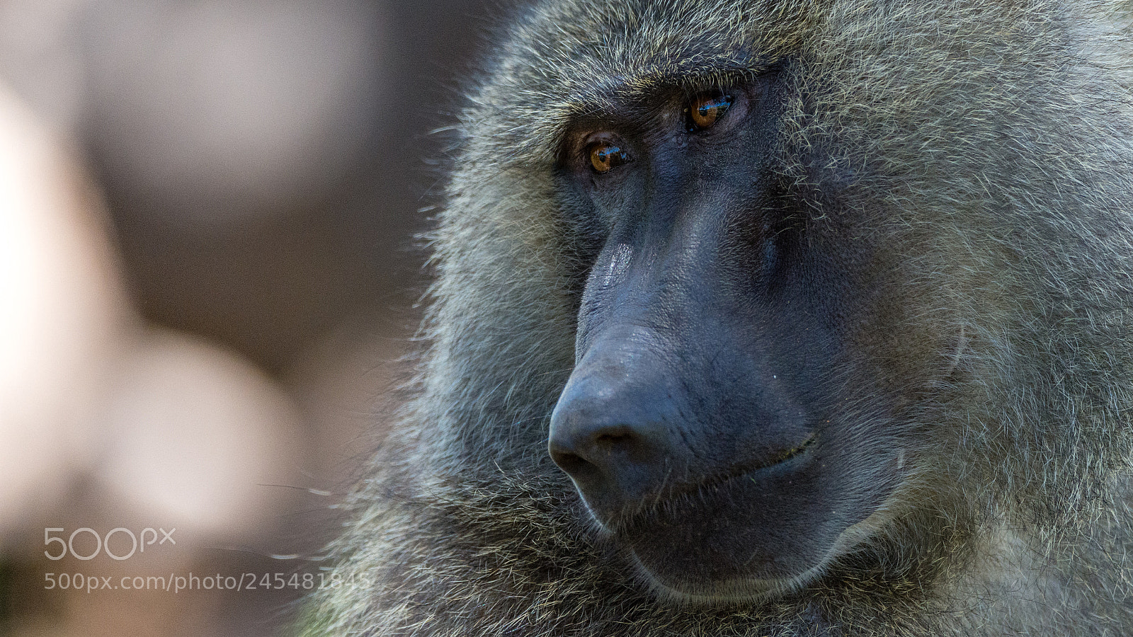 Nikon D7200 sample photo. Baboon africa photography