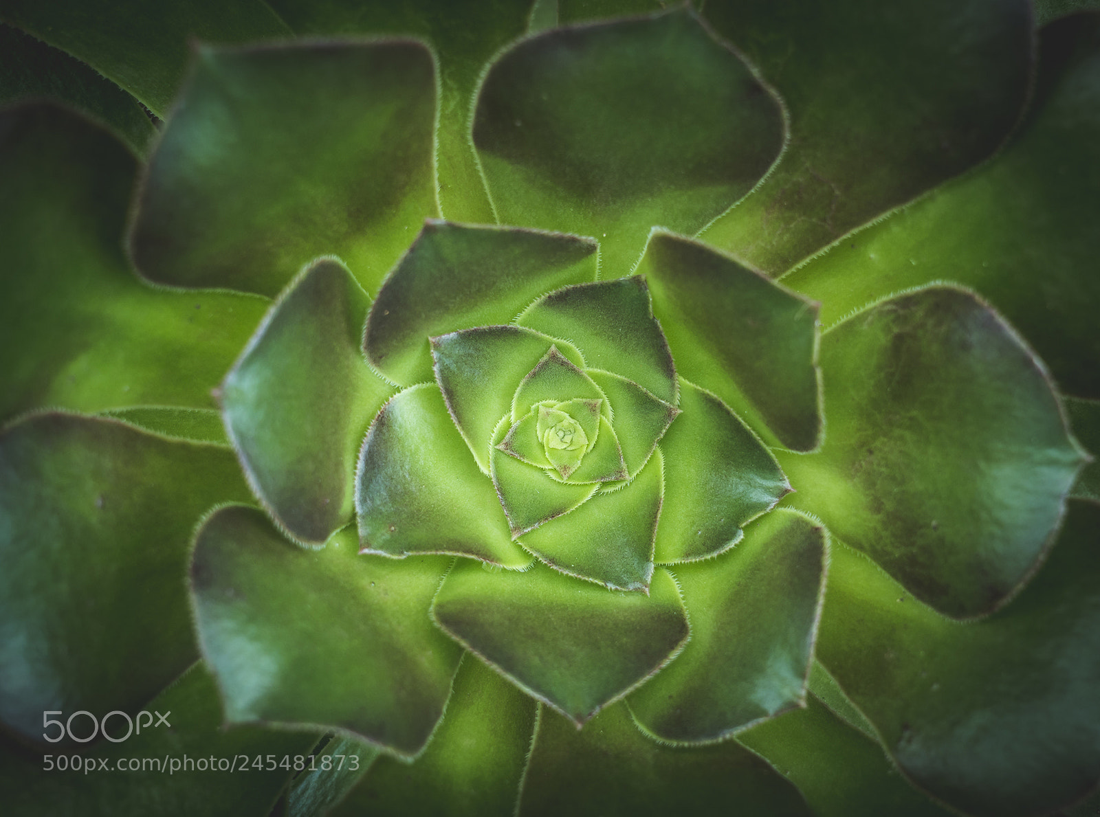 Olympus OM-D E-M10 II sample photo. Succulent. photography