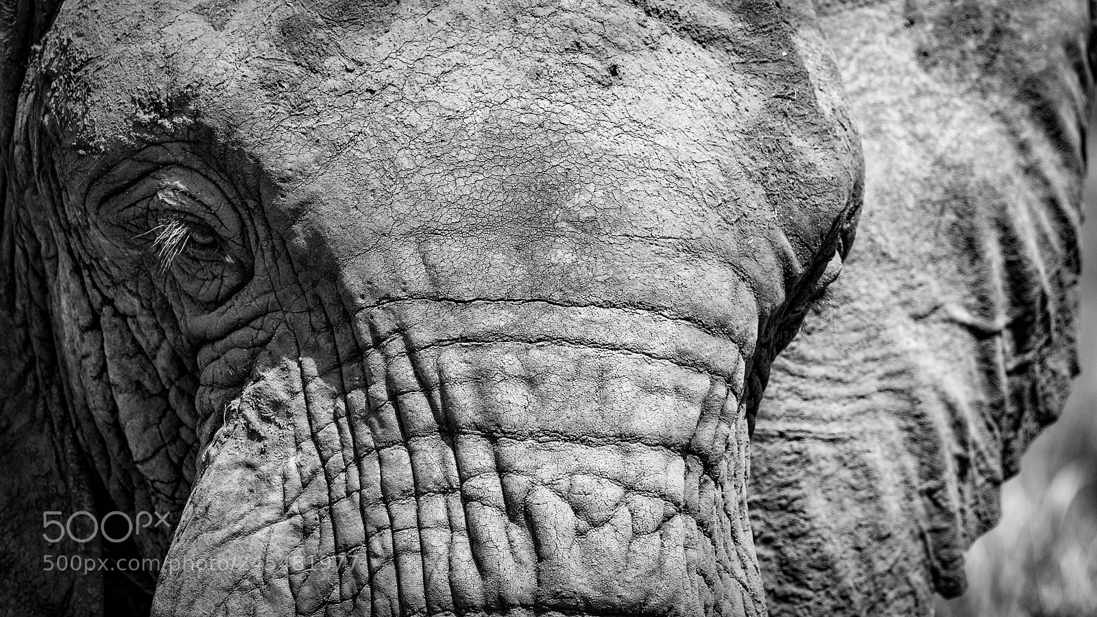 Nikon D7200 sample photo. Lake manyara elephant photography