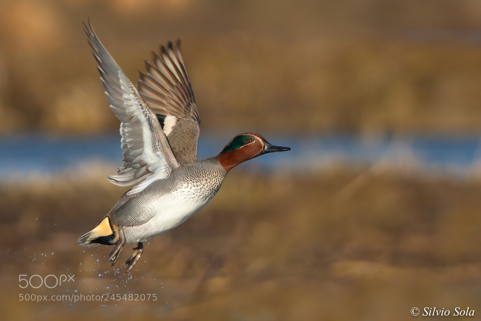 Canon EOS 50D sample photo. Take-off green-winged teal. photography