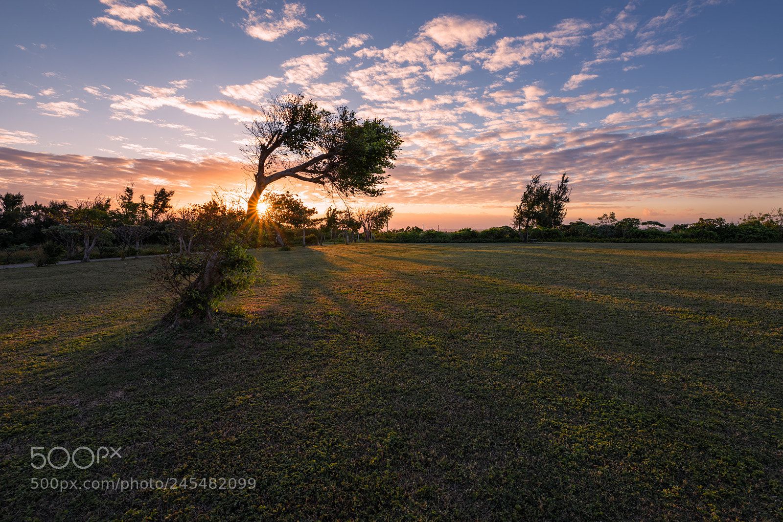 Nikon D810 sample photo. A tree in the photography