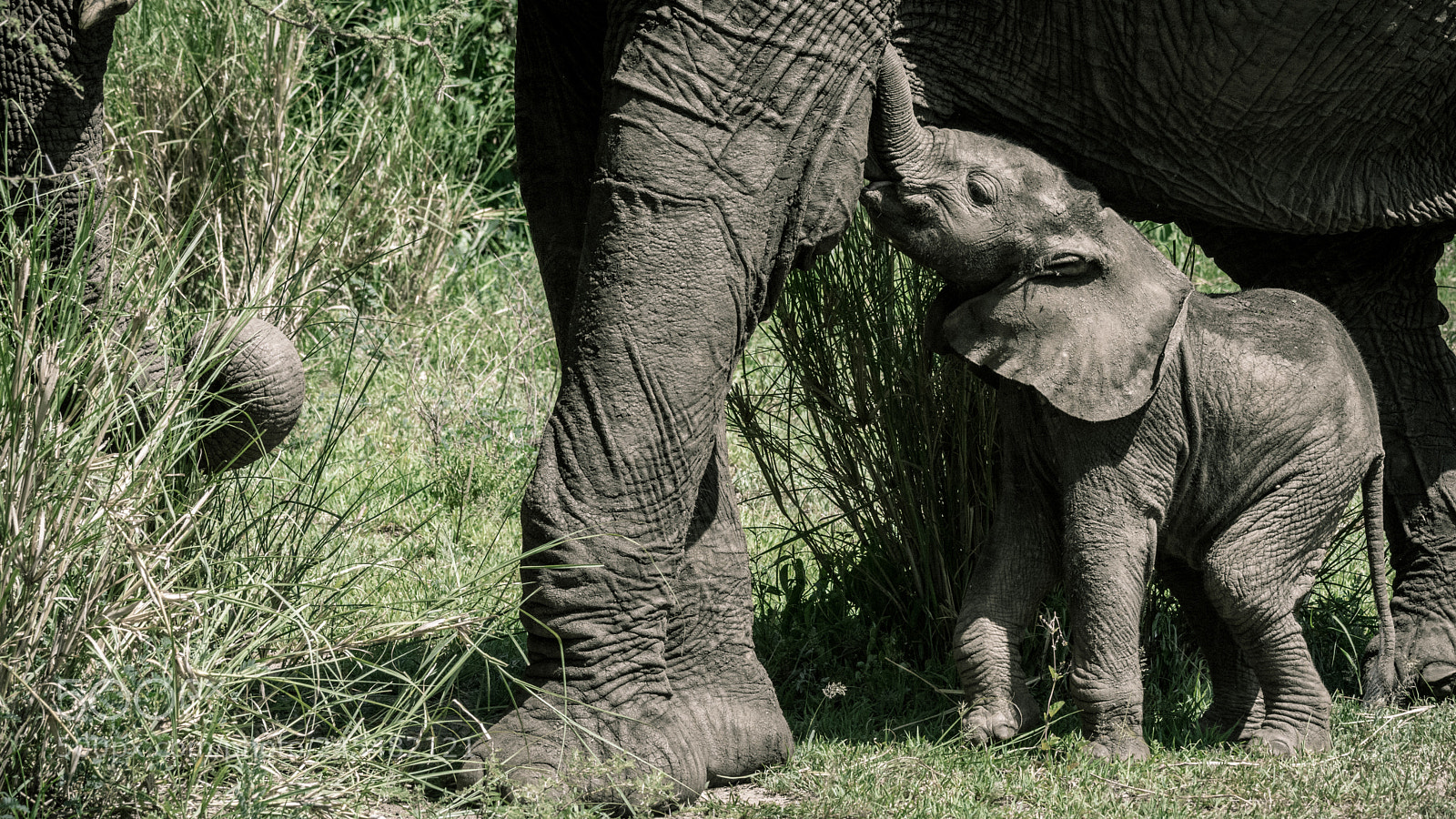 Nikon D7200 sample photo. Baby elephant lake manyara photography