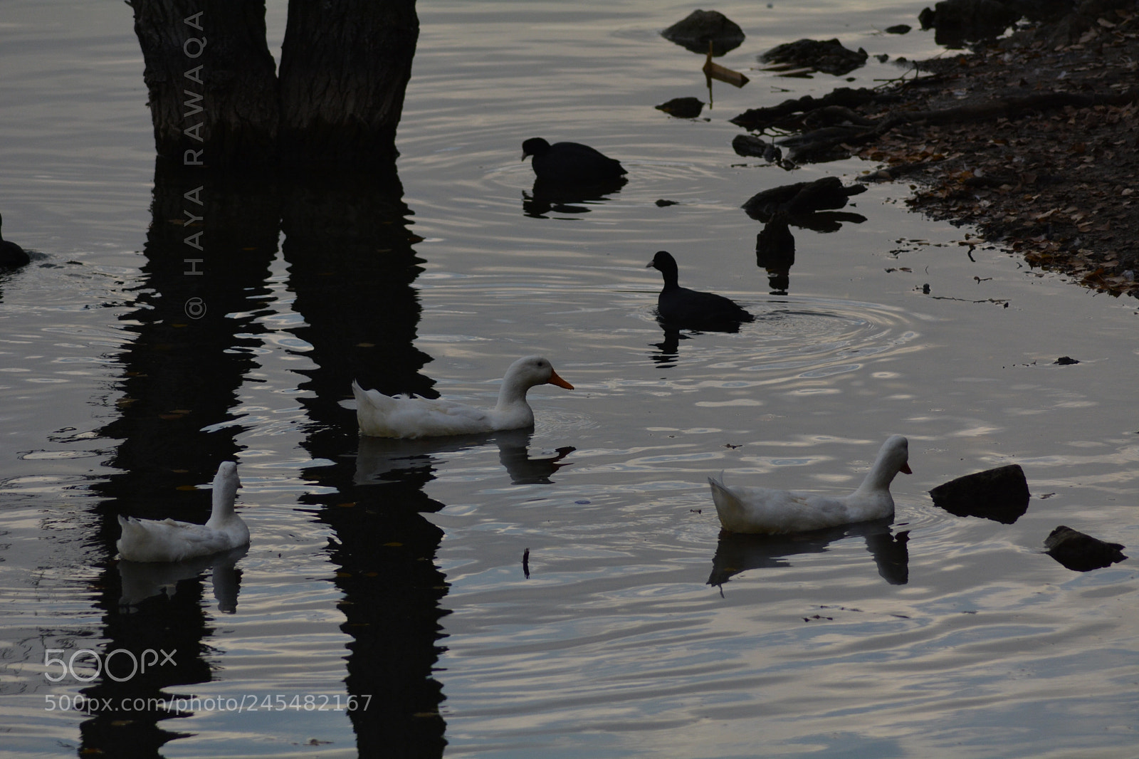 Nikon D7100 sample photo. Untitled photography