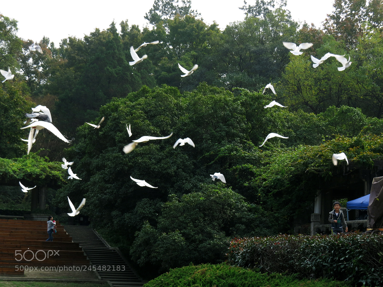 Canon PowerShot SX50 HS sample photo. Pigeon photography