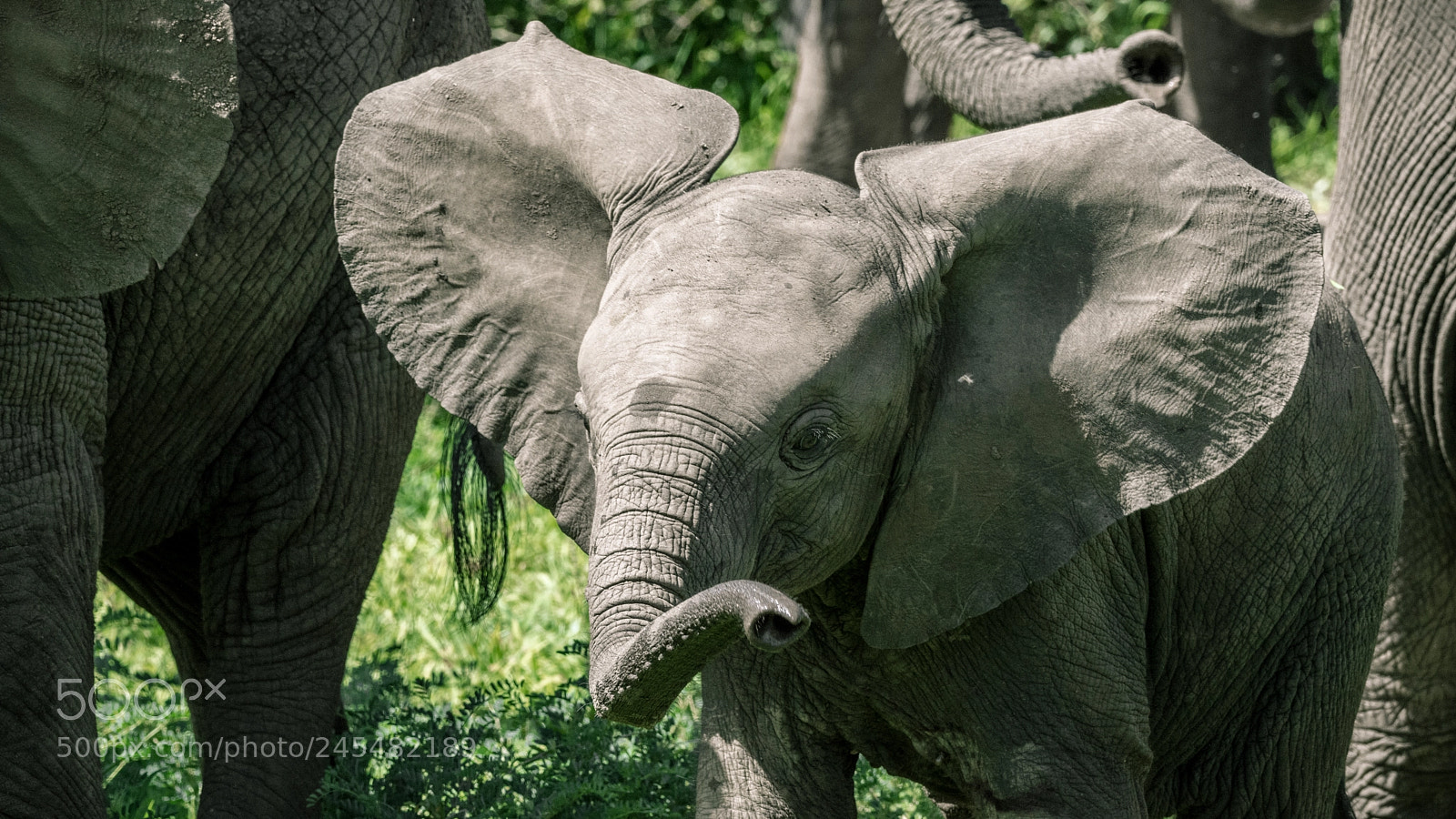 Nikon D7200 sample photo. Baby elephant in lake photography