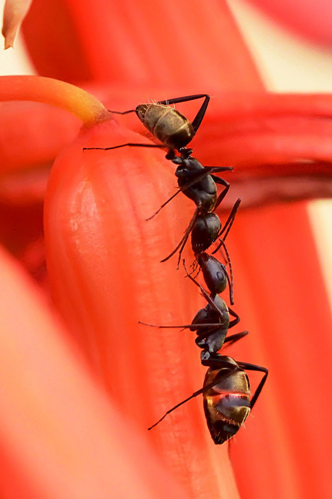 Sigma 150mm F2.8 EX DG Macro HSM sample photo. Ant-fection photography