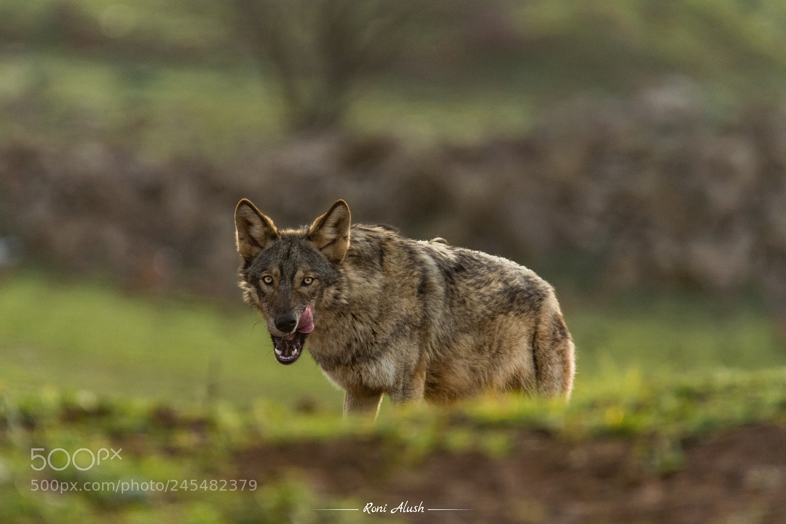 Nikon D500 sample photo. Predator photography