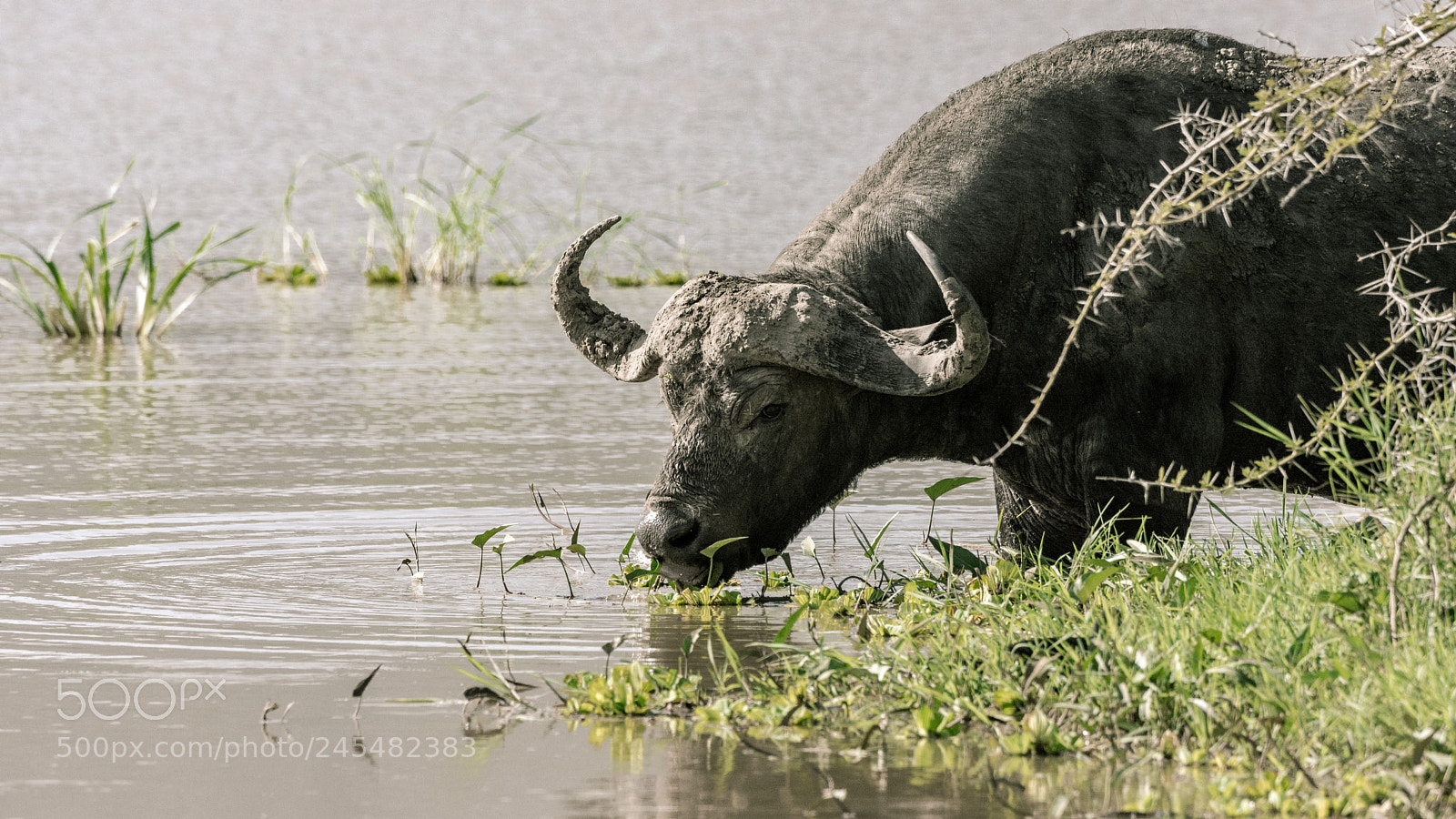 Nikon D7200 sample photo. Buffalo in lake manyara photography