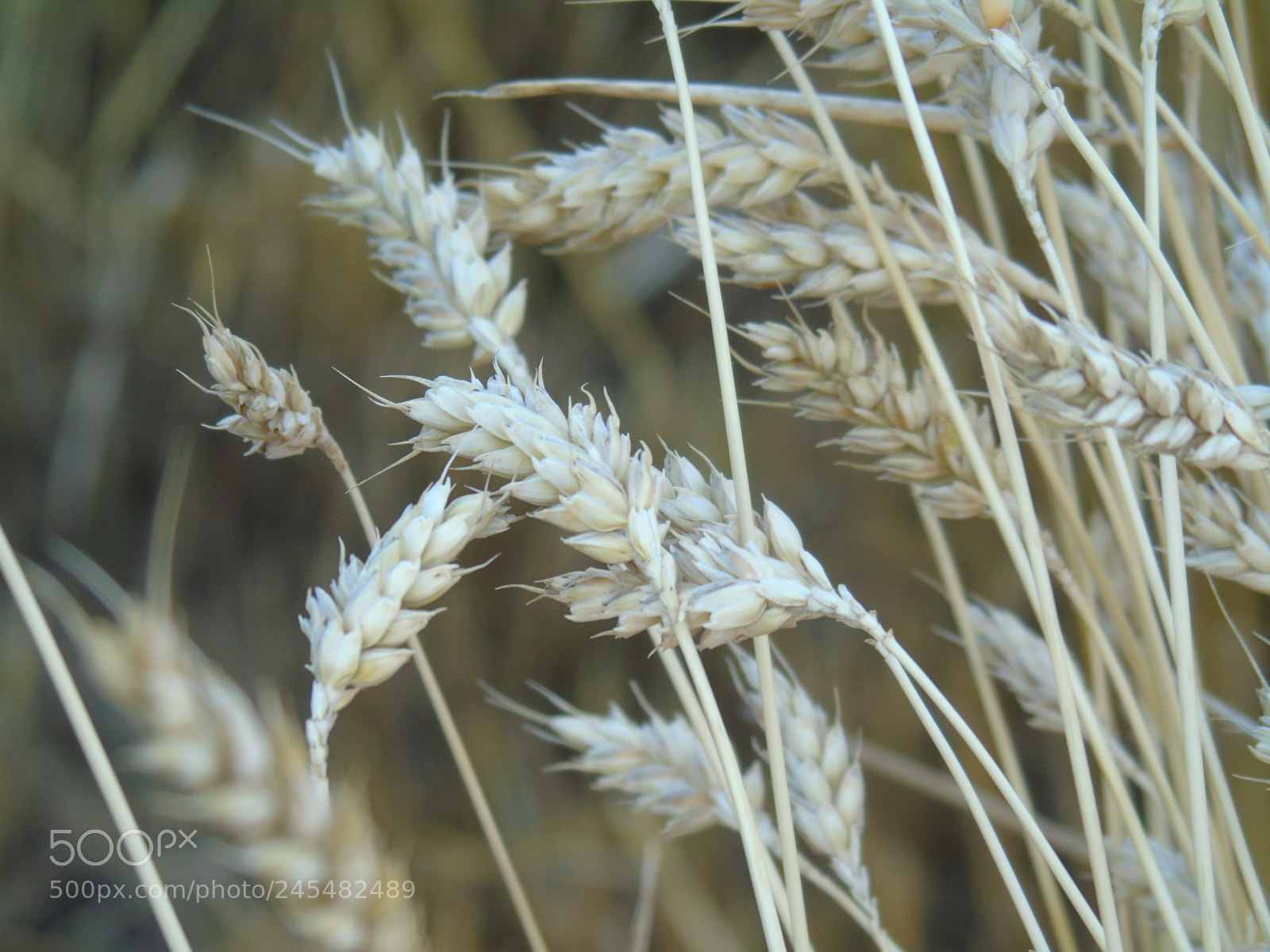 Sony Cyber-shot DSC-H400 sample photo. Wheat photography