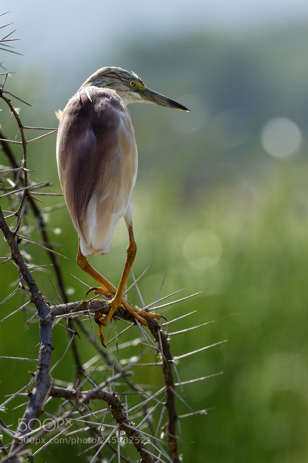 Nikon D7200 sample photo. Lake manyara tanzania safari photography