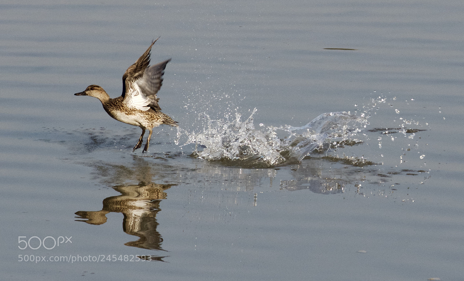 Nikon D500 sample photo. Migratory duck photography