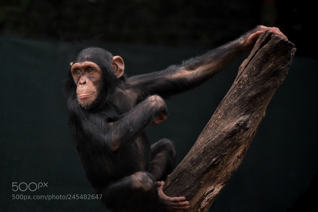 Nikon D7200 sample photo. Chimpanzee photography