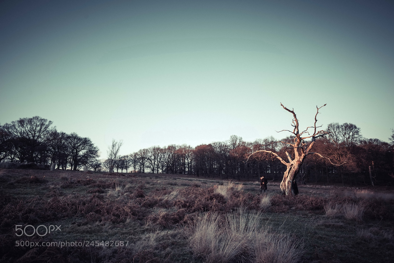 Sony a7R II sample photo. Untitled photography