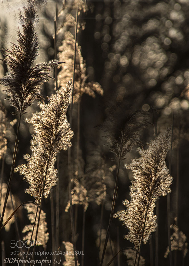 Canon EOS 650D (EOS Rebel T4i / EOS Kiss X6i) sample photo. Golden plumes photography