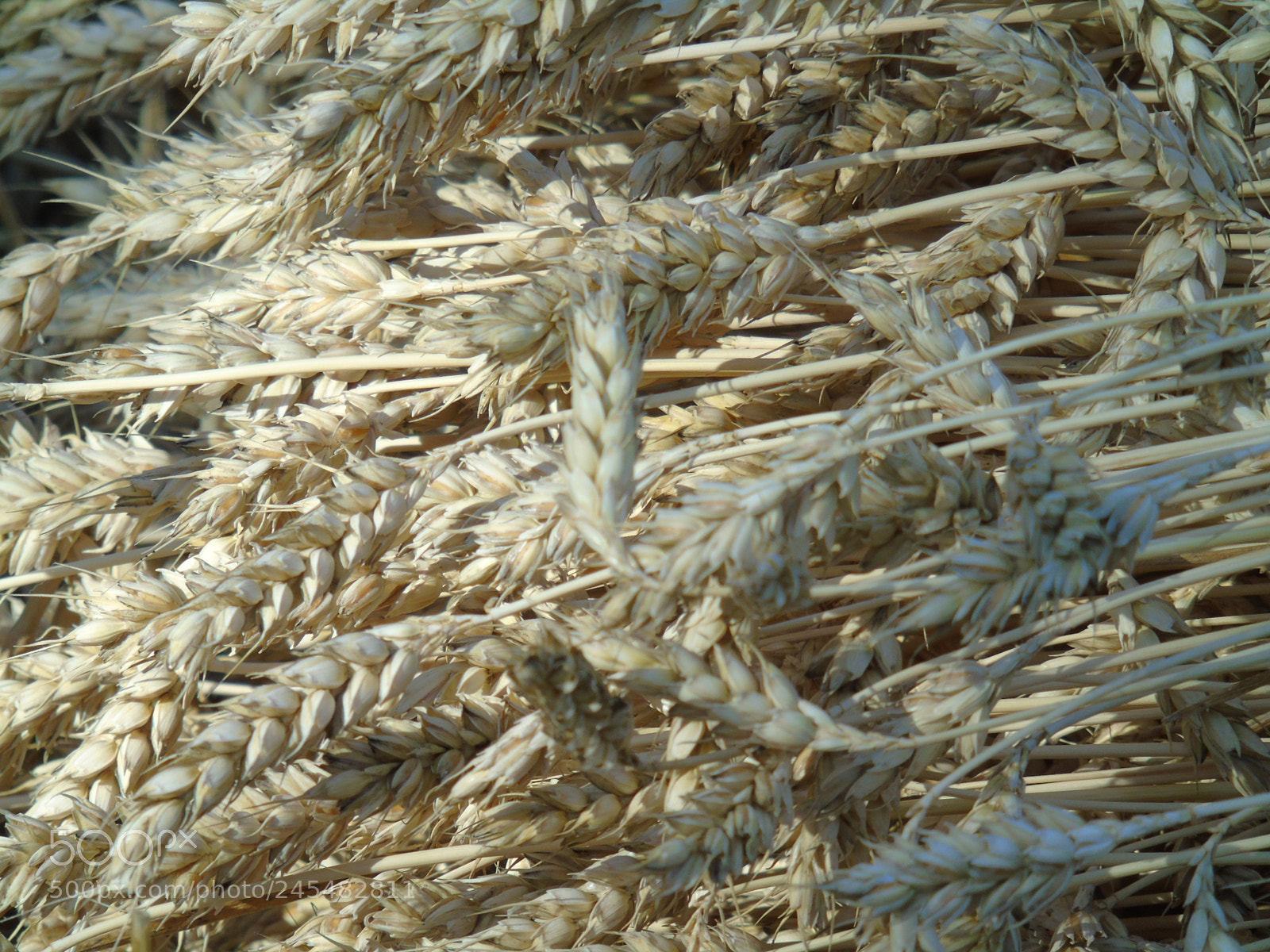 Sony Cyber-shot DSC-H400 sample photo. Beautiful field photography
