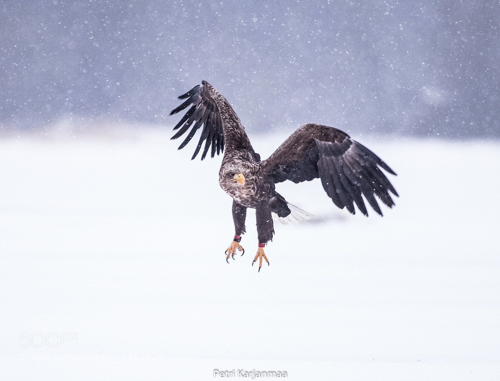 Canon EOS 7D Mark II sample photo. Soft landing photography